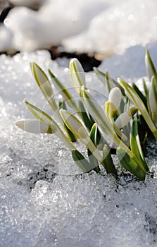 Buds of snowdrops Galanthus