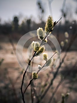 Buds in spring in Kyiv