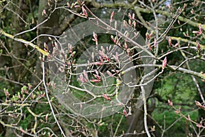 Buds in Spring, Sycamore - Acer pseudoplatanus, Norfolk, England, UK