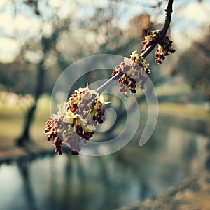 Buds at springtime, vintage retro floral background.