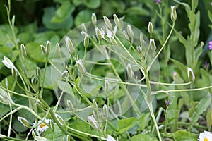 Buds of star-of-Bethlehem Ornithogalum umbellatum plant close-up