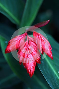 The buds of Stromanthe Sanguinea Sond. photo