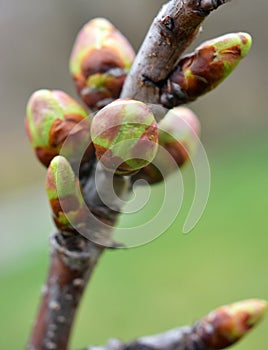 Buds swelled on the tree in spring