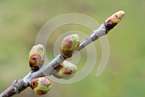 Buds swelled on the tree in spring