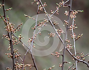 Buds swelled on the tree in spring