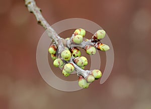 Buds swelled on the tree in spring