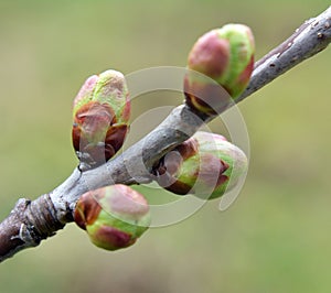 Buds swelled on the tree in spring