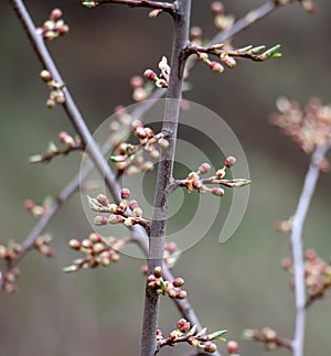 Buds swelled on the tree in spring