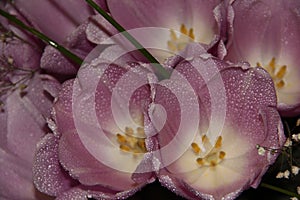 Buds of tender purple tulips in the dew. Wet spring flowers