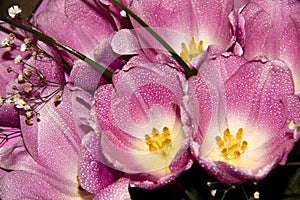 Buds of tender purple tulips in the dew. Wet spring flowers