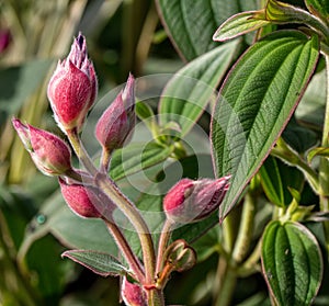 Buds of Tibouchina urvilleana or Melastomataceae over natural background