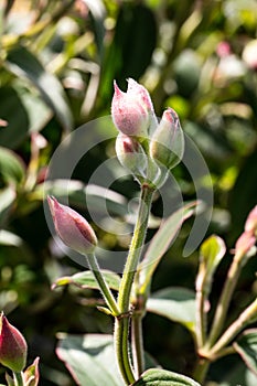 Buds of Tibouchina urvilleana over natural background