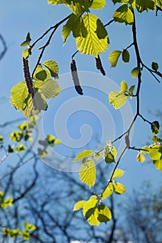 Buds on tree branches in spring, pollen allergy