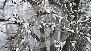 Buds on tree branches under snow on a spring frosty cloudy day.