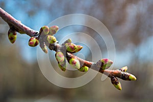 Buds on a tree at the spring time. photo