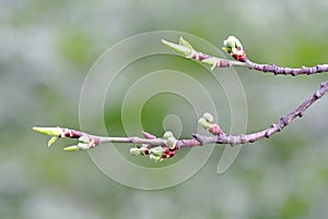 Buds of a tree in springtime