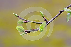 Buds of a tree in springtime