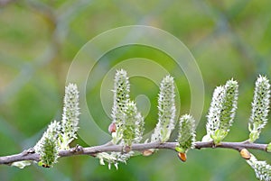 Buds of a tree in springtime