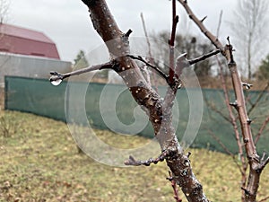 Buds on trees grew in spring