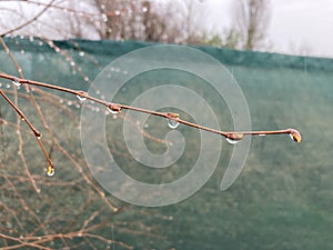 Buds on trees grew in spring