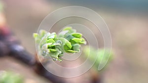 Buds on trees grew in spring