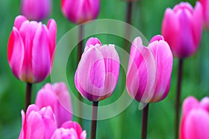 The buds of tulips. Floral background.