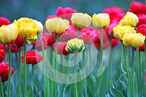 The buds of tulips. Floral background.