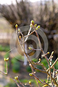 Buds on a twigs