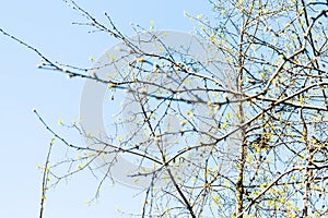 Buds on twigs and blossoming trees with blue sky