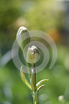 Buds of two tulips (tulipa) in the morning sun in spring