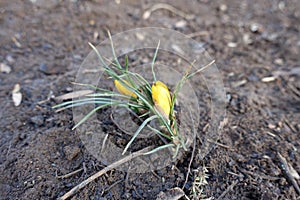 Buds of two yellow Crocus chrysanthus