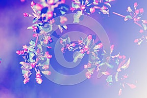 Buds of unblown fruit tree, apple blossom
