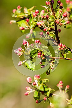 Buds of unblown fruit tree, apple blossom