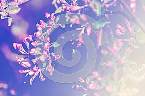 Buds of unblown fruit tree, apple blossom