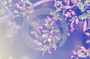 Buds of unblown fruit tree, apple blossom red