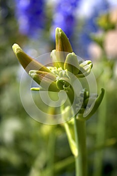 Buds unblown lilies