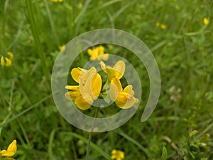 Buds of unblown wild yellow irises against a background of green grass.