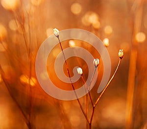 Buds of weed in sunshine