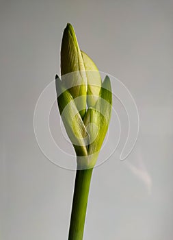 Buds of white amaryllis, ellegant flowers