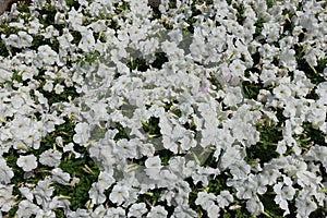 Buds and white flowers of petunias