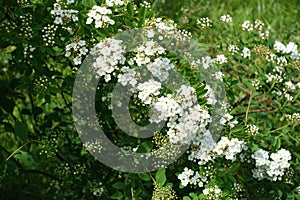 Buds and white flowers of Van Houtte Spirea in May