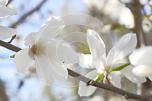 Buds of white magnolia flowers on a branch