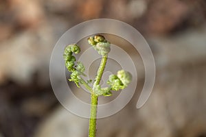 buds of a willow