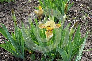 Buds and yellow flower of bearded irises