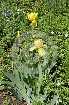 Buds and yellow flowers of bearded iris in spring