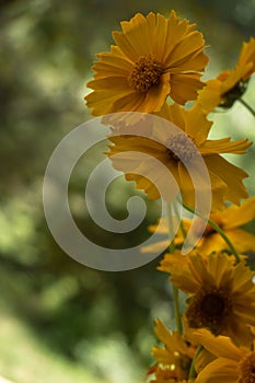 Mini cuffie da fiori da vicino. 