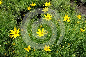 Buds and yellow flowers of Coreopsis verticillata in mid June