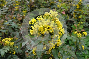 Buds and yellow flowers of Oregon grape