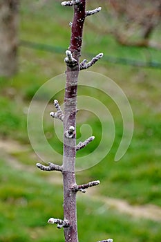 Buds on a young apple tree in spring on a blur background. Close-up,spring  season