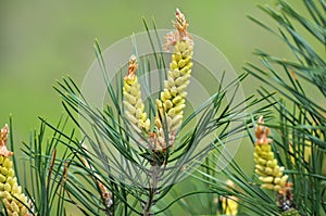Buds on a young pine branch